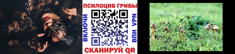 Купить закладки  Шлиссельбург  Псилоцибиновые грибы Psilocybe 